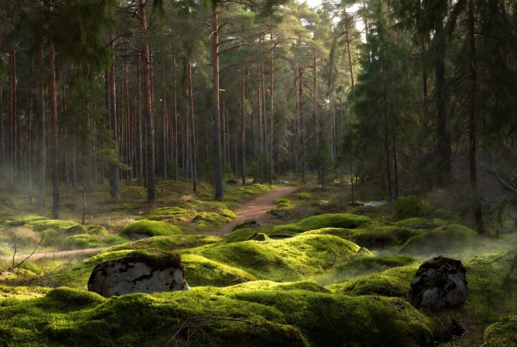 foêt scandinave image